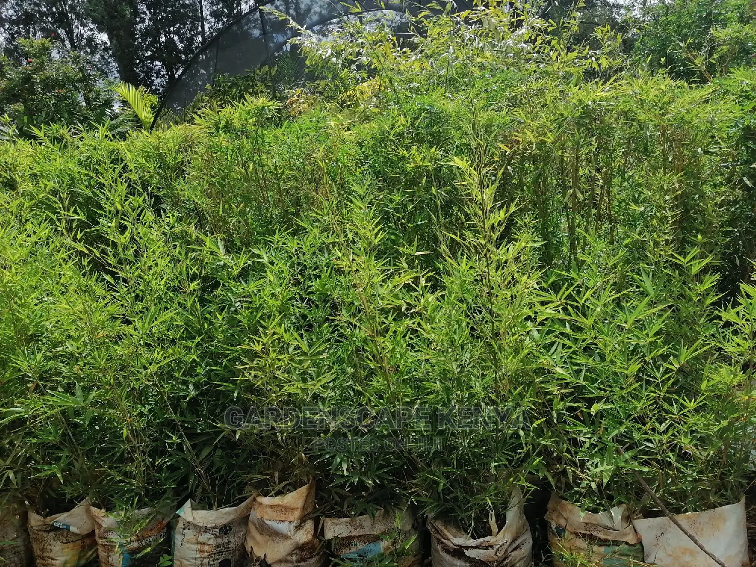 Plants for Sell.
