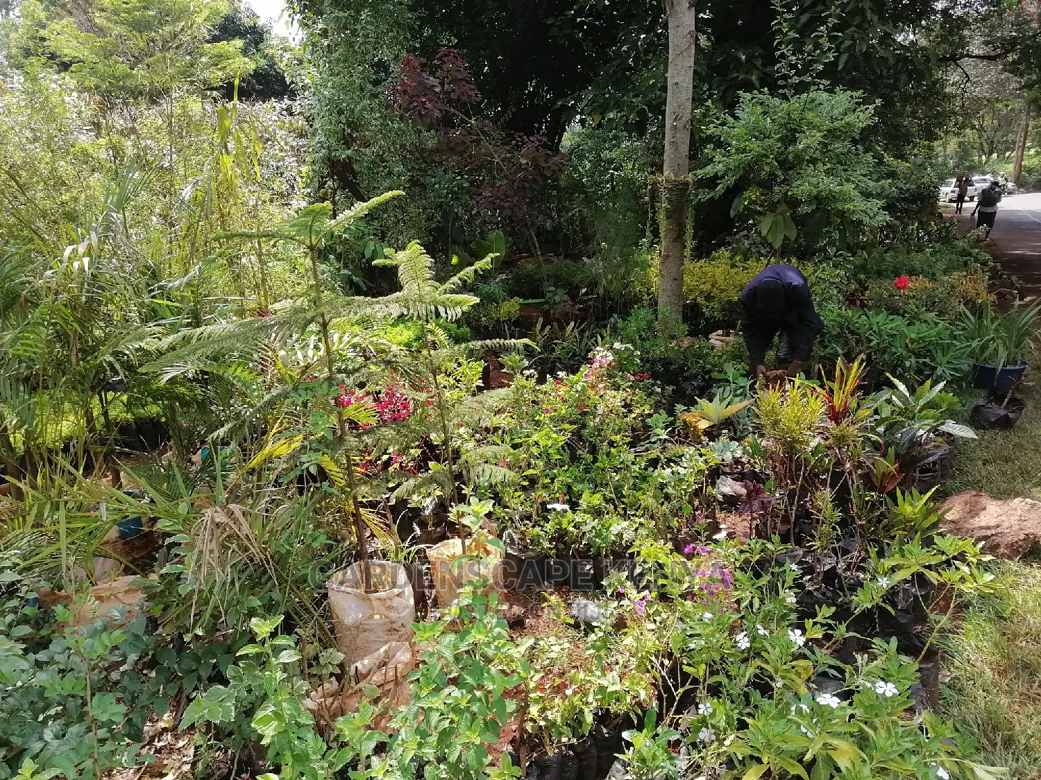 Plants for Sell.