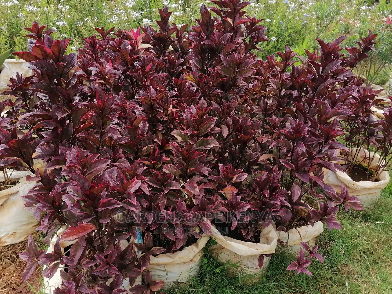 Plants for Sell.