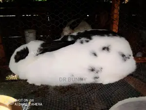 Hybrid Rabbits