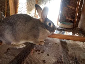 Hybrid Rabbit Pets