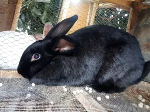 Hybrid Rabbit Breeds
