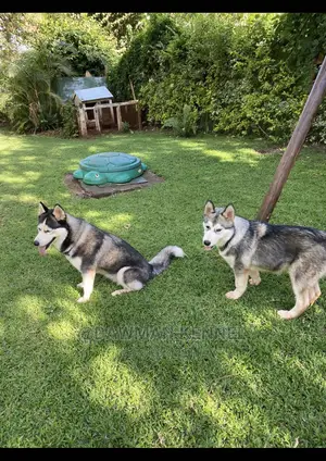 3-6 Month Male Purebred Siberian Husky