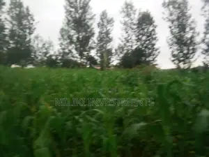 Half an Acre Land on Sale at Kabati.