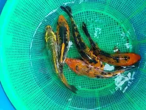 7inch Koi Fish