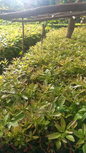 Golden Hass Avocados Seedlings