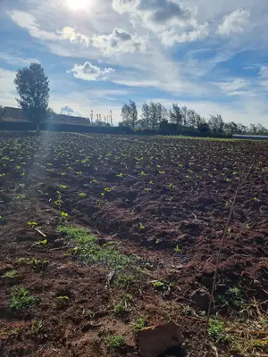1/8 an Acre Kibiko at 2.5m