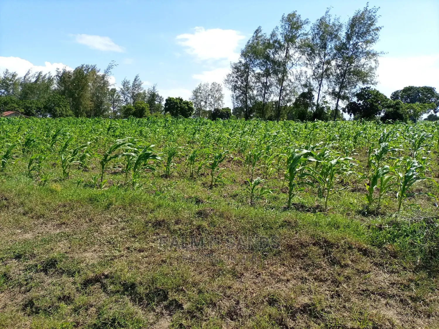 Twenty Five Acres of Agricultural Land