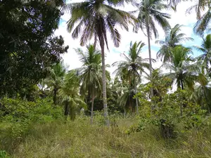 Twenty Five Acres of Agricultural Land
