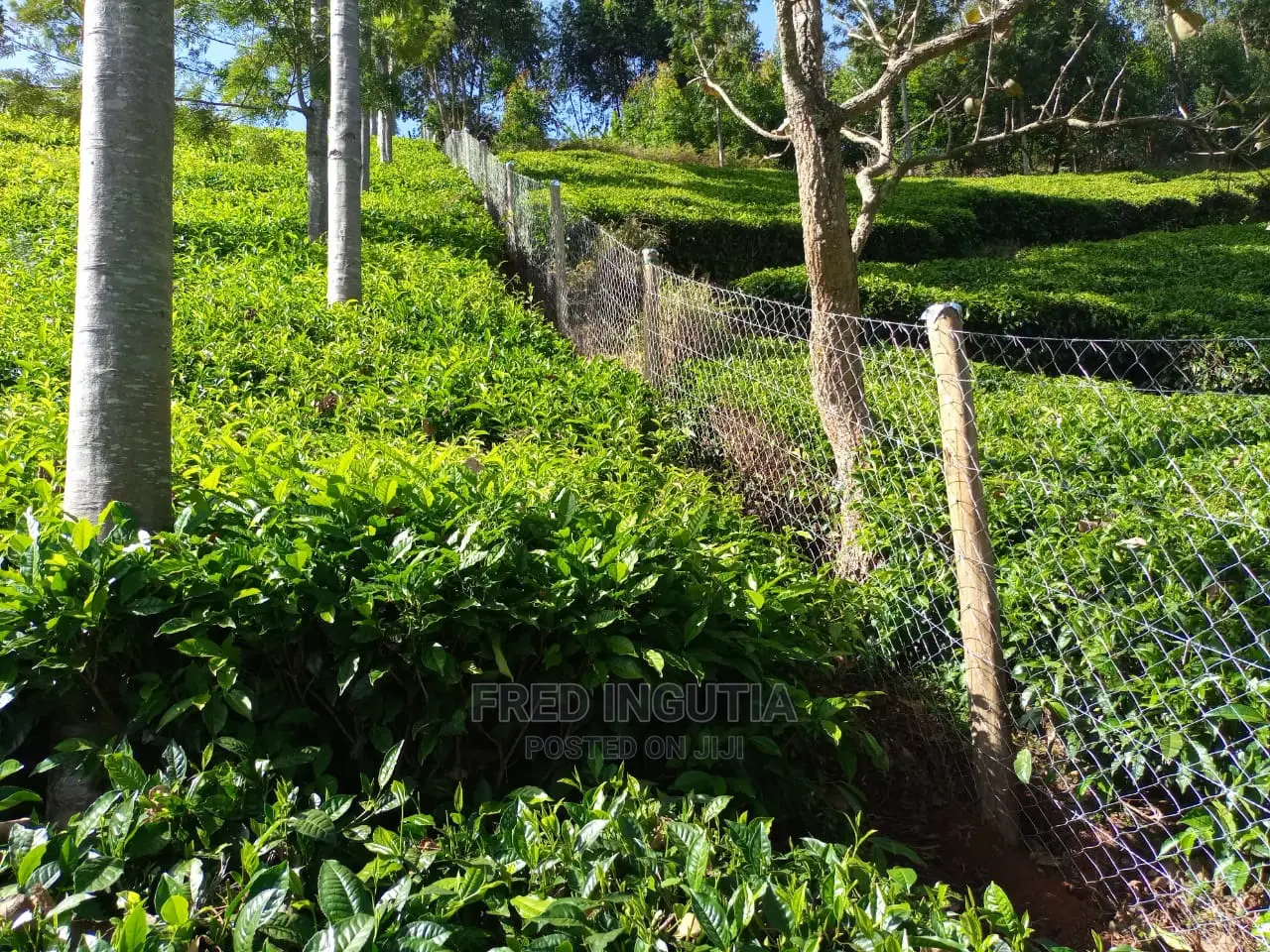 Chain Link Fencing Services