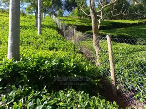 Chain Link Fencing Services