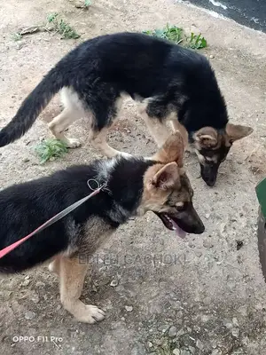 3-6 months Female Purebred German Shepherd