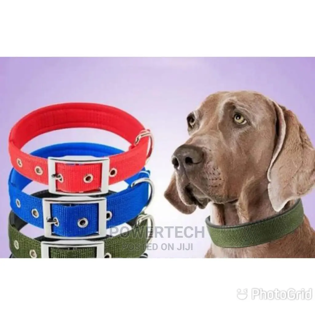 Dog Collar