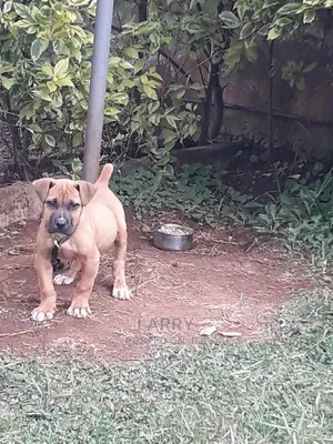 1-3 month Male Purebred Boerboel