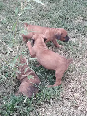 1-3 Months Female Purebred Boerboel