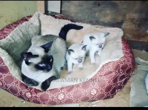 1-3 Month Male Purebred Siamese