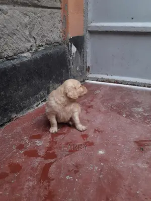 0-1 Month Male Purebred Golden Retriever