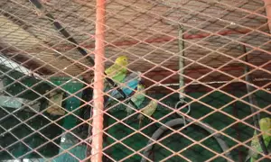 Young Budgies
