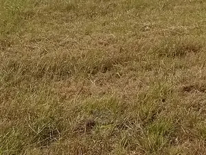 Prime Land in Nanyuki Airstrip