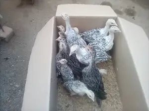 Healthy 3 Months Old POULT PAIR.