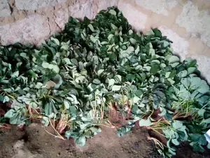 Strawberry Seedlings