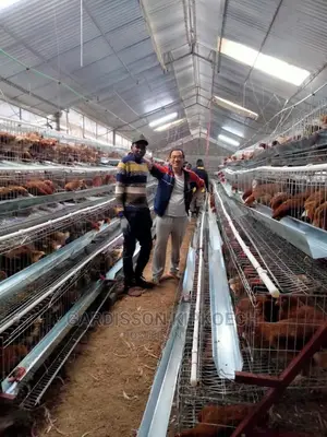 Chicken Cages