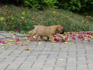 0-1 Month Male Purebred Boerboel