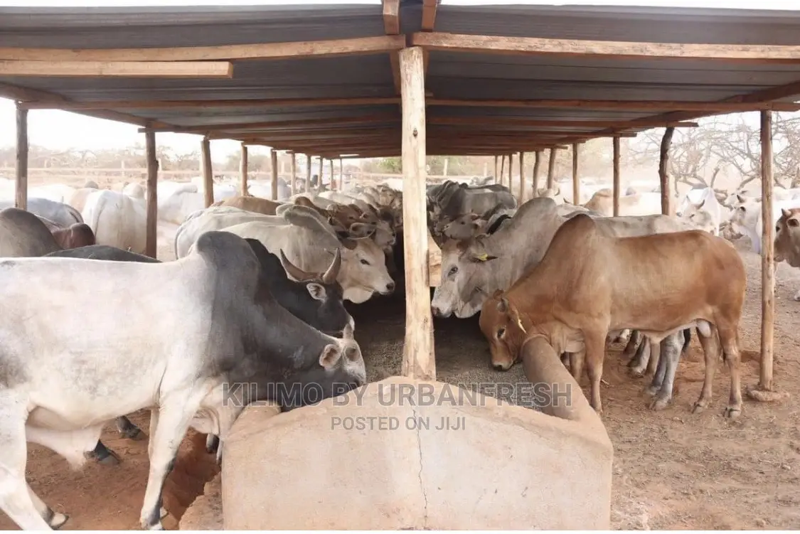 Boran Cattle.