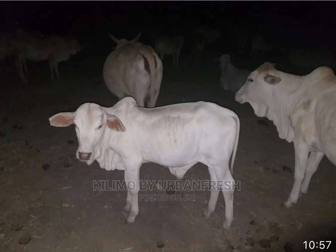 Boran Cattle.
