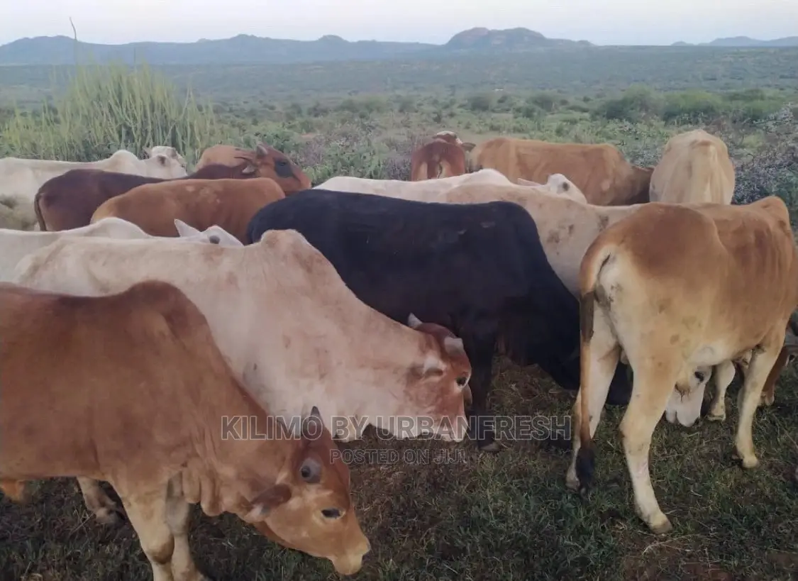 Boran Cattle.