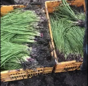 Onion Seedlings