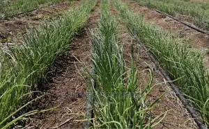 Onion Seedlings