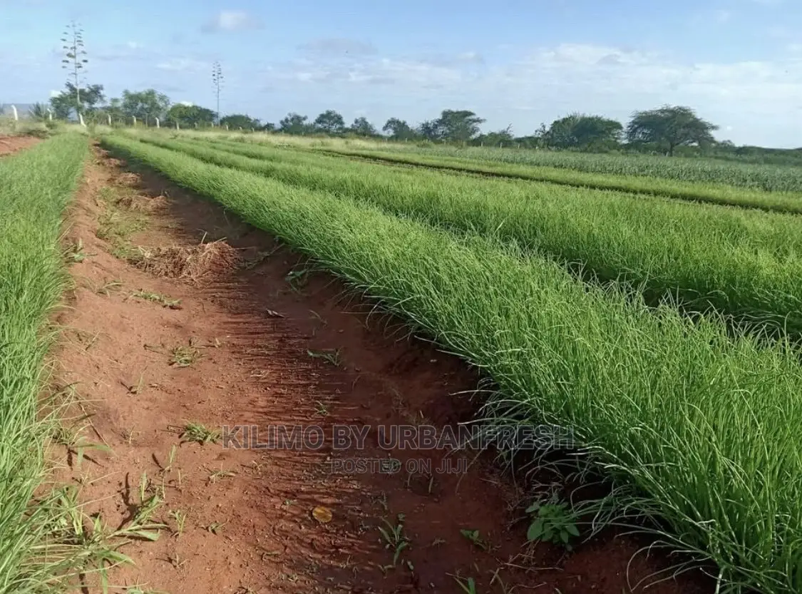 Onion Seedlings