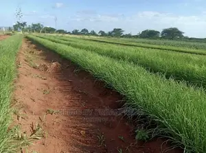 Onion Seedlings