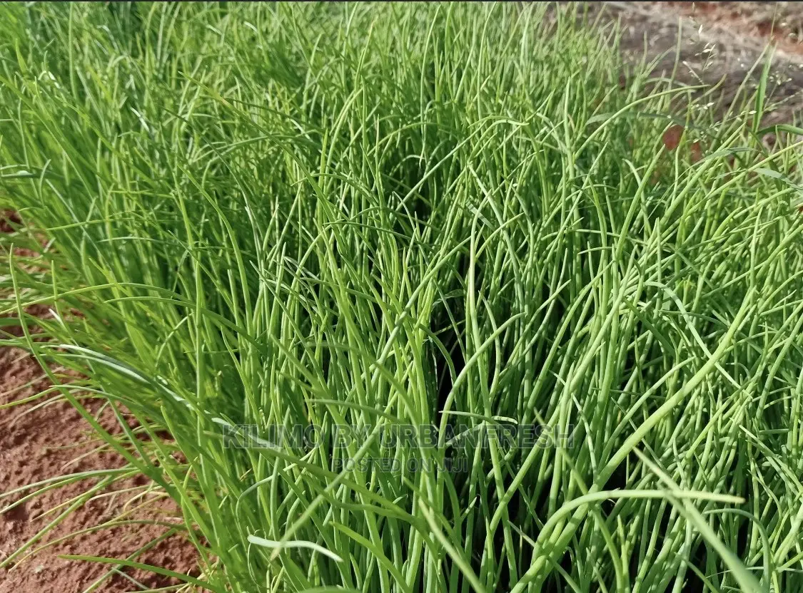 Onion Seedlings
