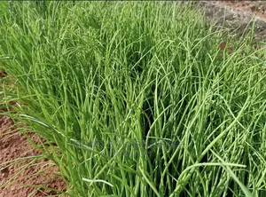 Onion Seedlings