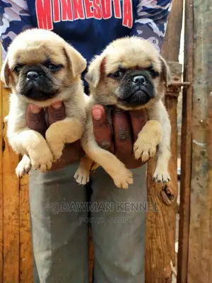 1-3 Month Male Purebred Pug