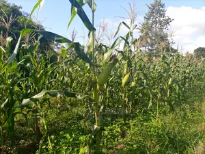 30 Acres of Agricultural Land