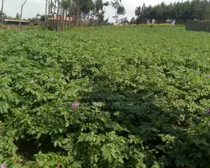 1 Acre on Sale at Naivasha View Point