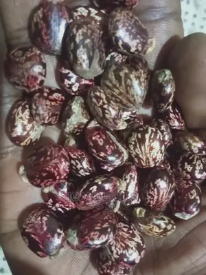 Black Castor Seeds (Jamaican and White