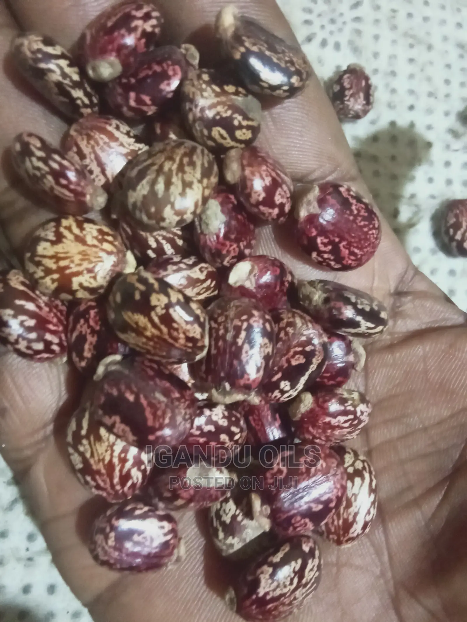 Black Castor Seeds (Jamaican and White