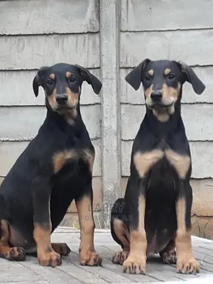 1-3 Month Female Purebred Doberman Pinscher