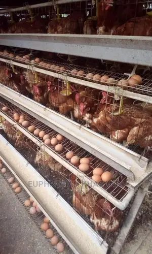 Hot Calvanized Chicken Cages