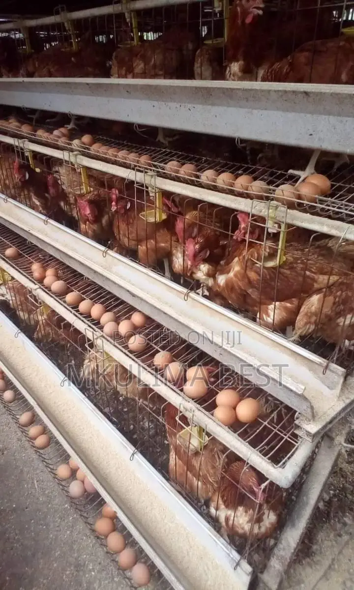 Hot Calvanized Chicken Cages
