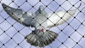 Birdnet 200sqm.