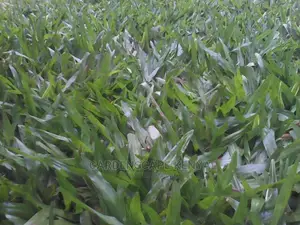 Green Pemba grass/buffalo/st.augustine Grass in 90kg Bags