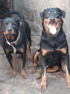 1+ Year Female Purebred Rottweiler
