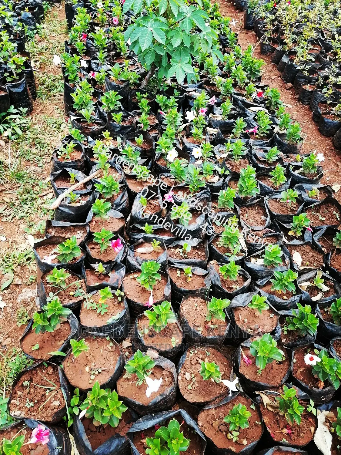 Garden Centre
