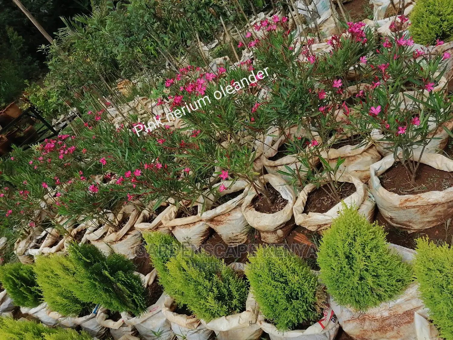 Garden Centre