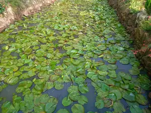 Water Plants